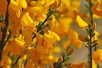 Sunny yellow broom