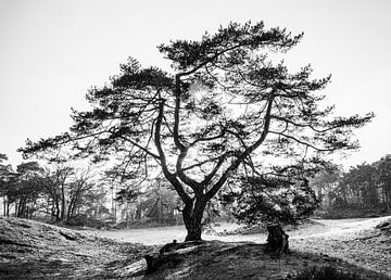 Tree in rain and sun in black and white by Erwin Pilon