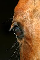 Paarden oog