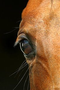 L'œil du cheval sur Melissa Peltenburg
