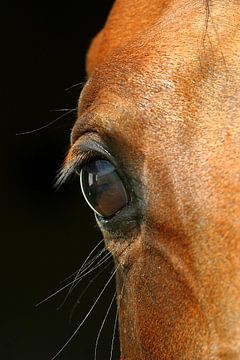 Paarden oog
