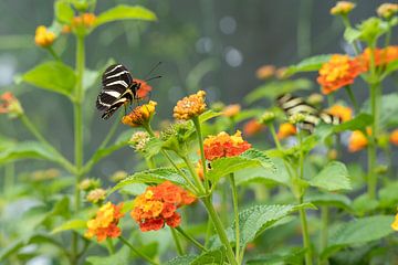 black and white butterfly on orange flower by Mel van Schayk