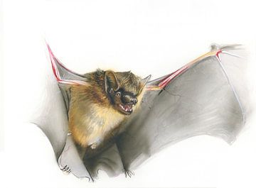 Die stille Gleiterin – Breitflügelfledermaus (Eptesicus serotinus)