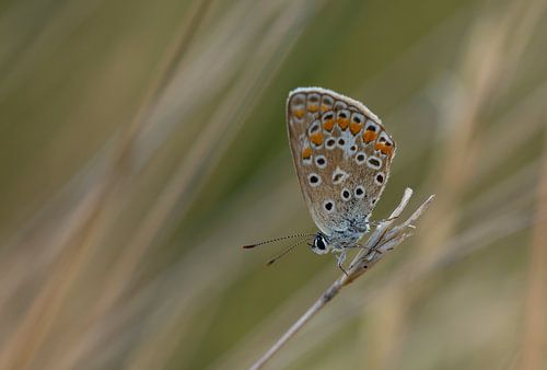 Le bleu d'Icare sur un brin d'herbe