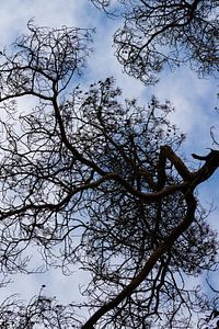 Levez les yeux, vous verrez l'art dans la nature