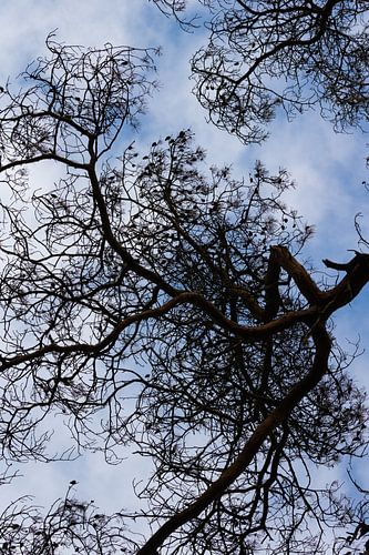 Look up, you'll see art in nature