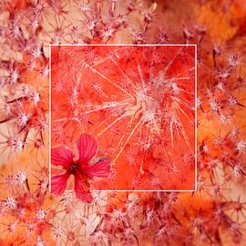 Rotes Quadrat von Dray van Beeck