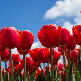 Rote Tulpen von Saskia Bon