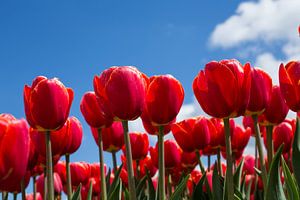 Tulipes rouges sur Saskia Bon