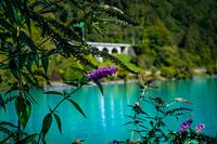 Vlinderstruik Brienzersee Zwitserland