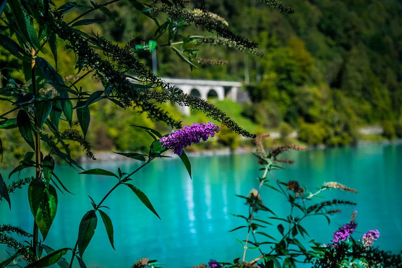Vlinderstruik Brienzersee Zwitserland by Gideon Onwezen