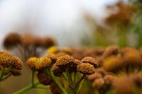 Autumn (Tanacetum )