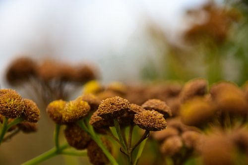 Autumn (Tanacetum )