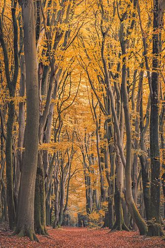 Speulderbos [Après-midi d'automne doré V]