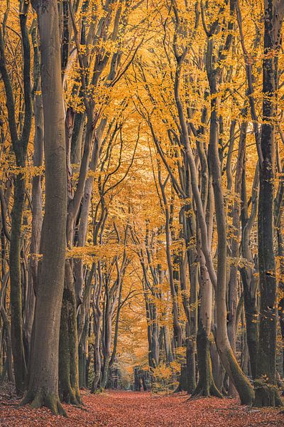 Speulderbos [Gouden Herfstmiddag V] van rosstek ®