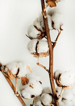 Cotton by Melanie Schat