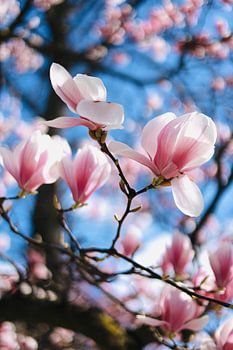 Magnolien-Traum