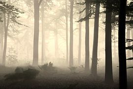 Breda Liesbos im Nebel