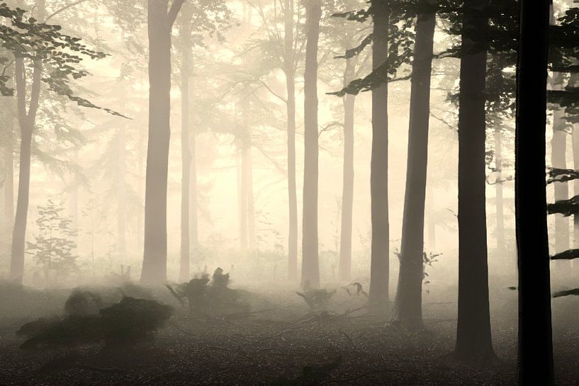 Breda Liesbos dans le brouillard par Egon Zitter