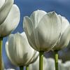 White tulips close up van Bianca Boogerd