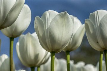 Les tulipes blanches en gros plan sur Bianca Boogerd