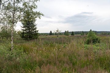 Hautes Fagnes van Richard Wareham