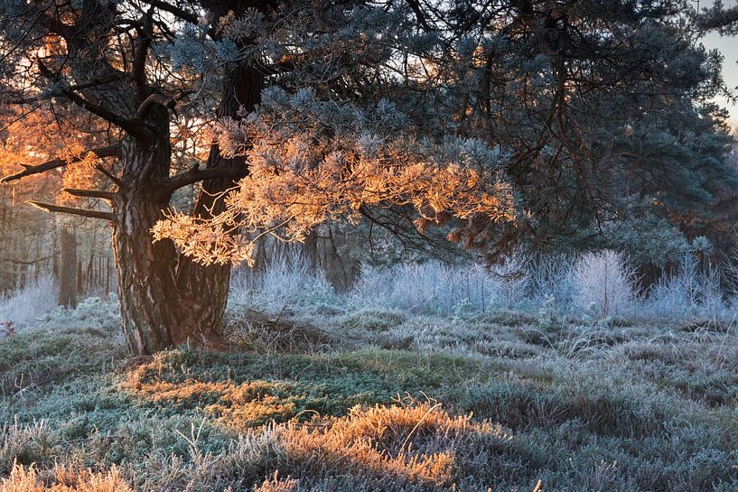 lumière rouge du soleil levant sur un sapin givré en hiver par Olha Rohulya