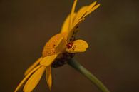 Gelbe Blume von Stedom Fotografie Miniaturansicht