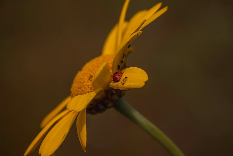 Gelbe Blume von Stedom Fotografie