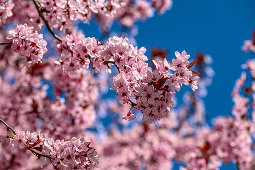 Delicate bloesems in de lentelucht