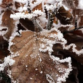 Beukenblad in de winter by Corry Husada-Ghesquiere