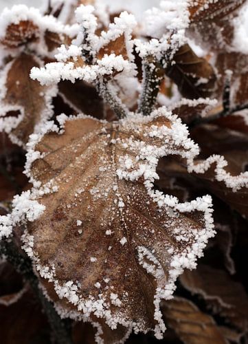 Beukenblad in de winter