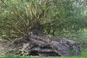 Vingerhoedskruid (Salix viminalis) aan de Nederrijn van Peter Eckert