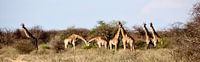 Panorama The Giraffe Family! by Iduna vanwoerkom thumbnail