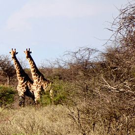 Panorama De familie Giraffe! van Iduna vanwoerkom