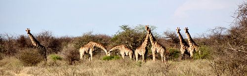 Panorama The Giraffe Family!