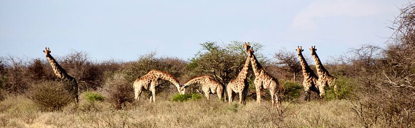 Panorama The Giraffe Family! by Iduna vanwoerkom