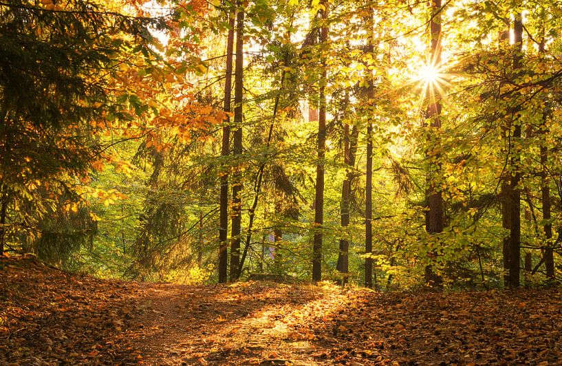 Sunny autumn forest by Tobias Luxberg