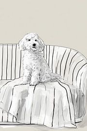 Cockapoo on the sofa | cream and white dog by Lauren Wilde
