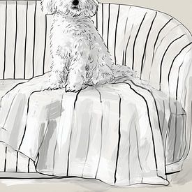 Cockapoo on the sofa | cream and white dog by Lauren Wilde