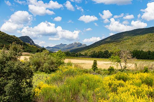 Paysage typique avec des montagnes et des fleurs dans le sud de la France