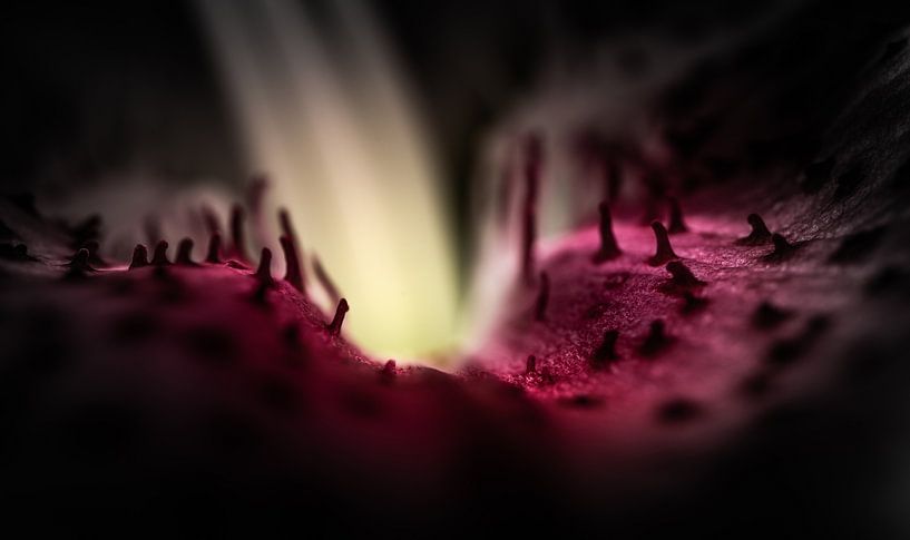 Lilith Path by Patrick Schwarzbach