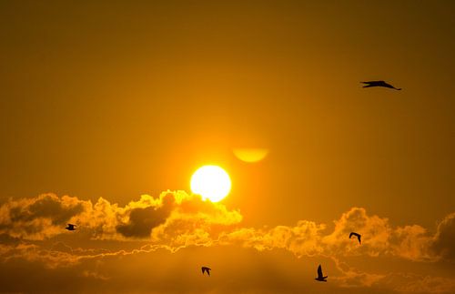 Rise and Shine little Birds