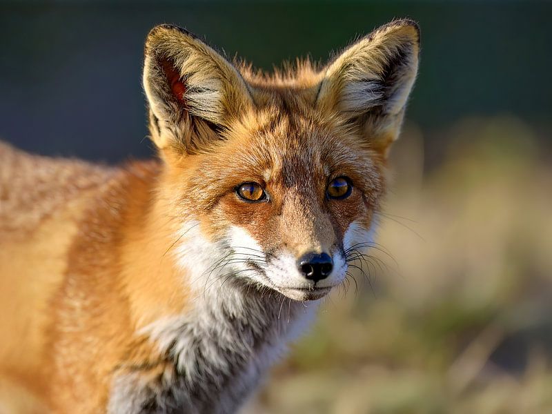 A portrait of a fox by Teresa Bauer
