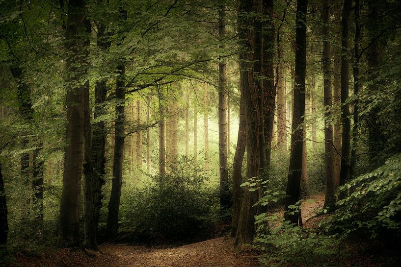 Bois clair (forêt d'été hollandaise) par Kees van Dongen