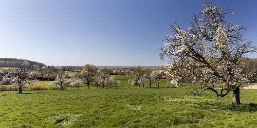 Pajottenland Spring Blossoms Landscape, Belgium