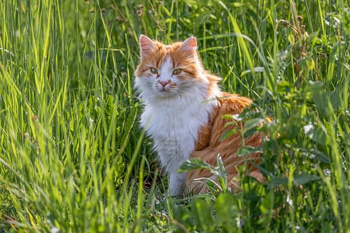Eine süße Katze in der Wiese