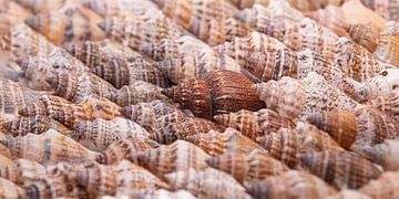 Panorama of shells