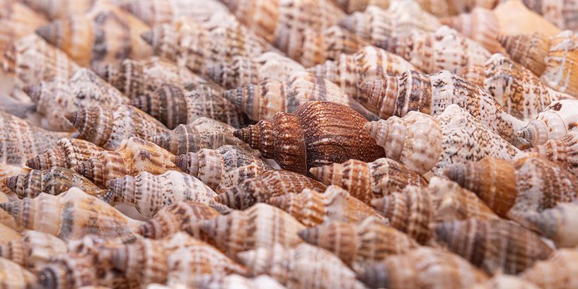 Panorama der Muscheln von Marjolijn van den Berg