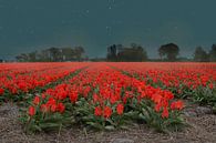 Rode tulpen in de nacht van Elianne van Turennout thumbnail